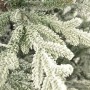 GrandSiti Адель 2.4 м