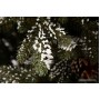 GreenTerra Квебек 1.8 м