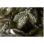 GreenTerra Квебек 1.8 м