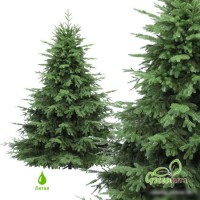 Ель GreenTerra Раскидистая Премиум 2.4 м
